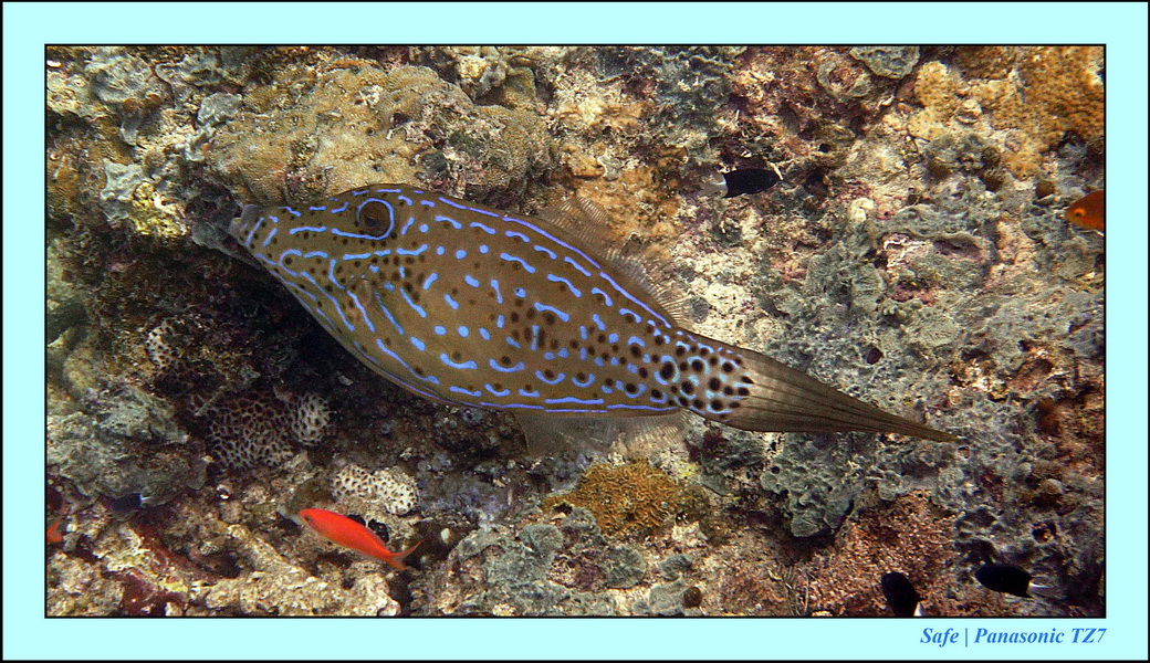 2011 - 08 - Borneo - Sipadan 096